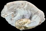 Hoploscaphites Ammonite - South Dakota #73844-2